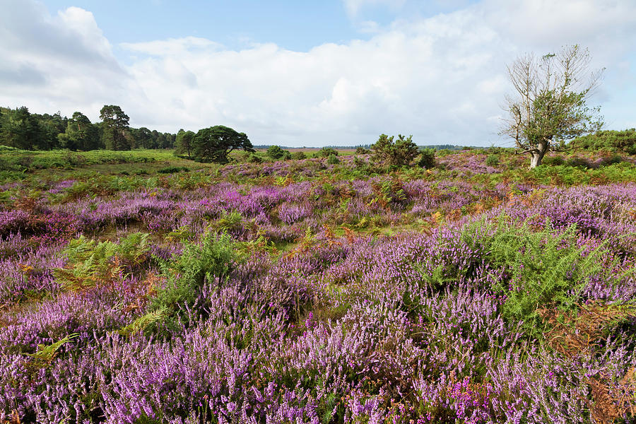 England, Hampshire, View Of New Forest Photograph by Westend61
