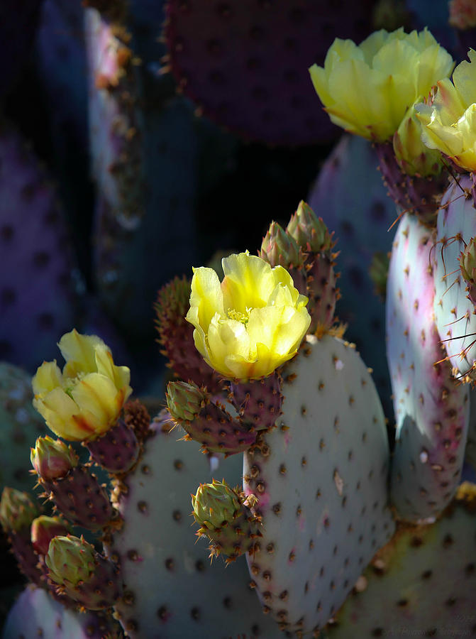 Englemann Prickly Pear Blooms Photograph by Aaron Burrows
