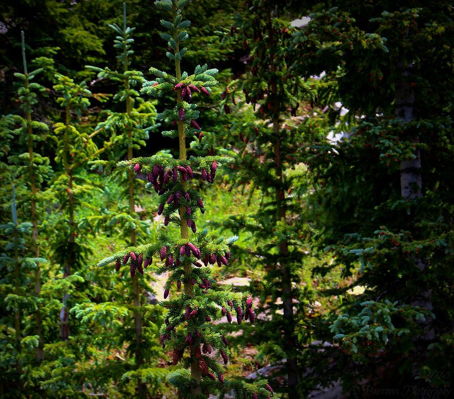 Englemann Spruce Colors Photograph by Aaron Burrows