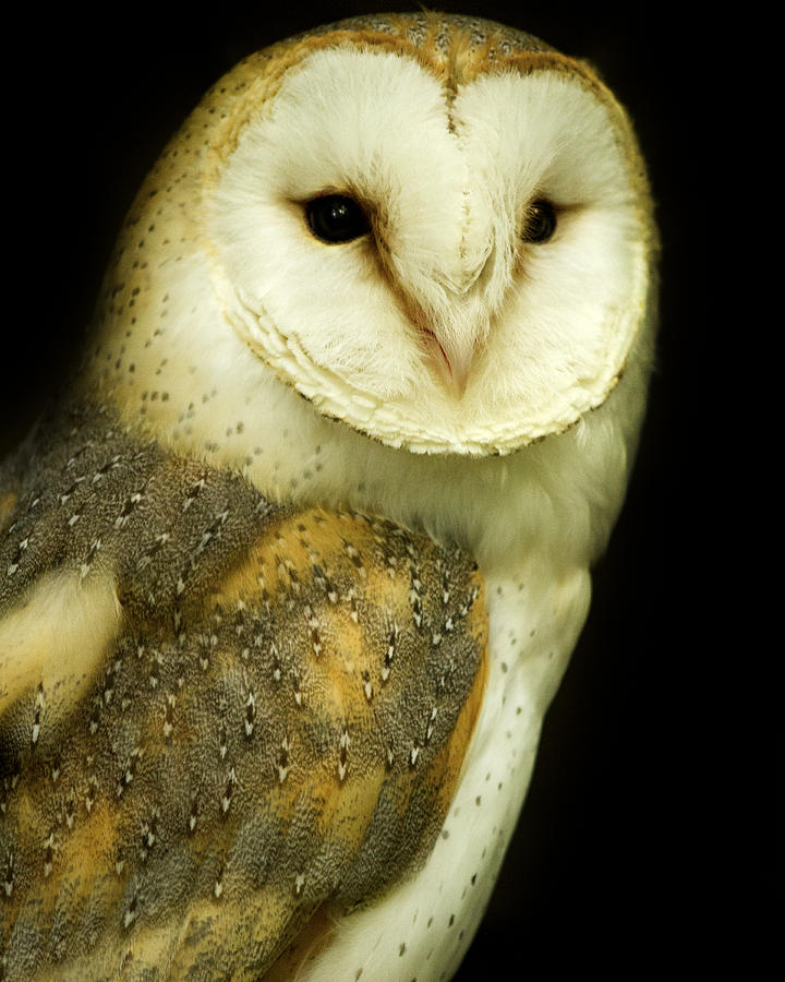 Wildlife Photograph - English Barn Owl by Rose  Fleming