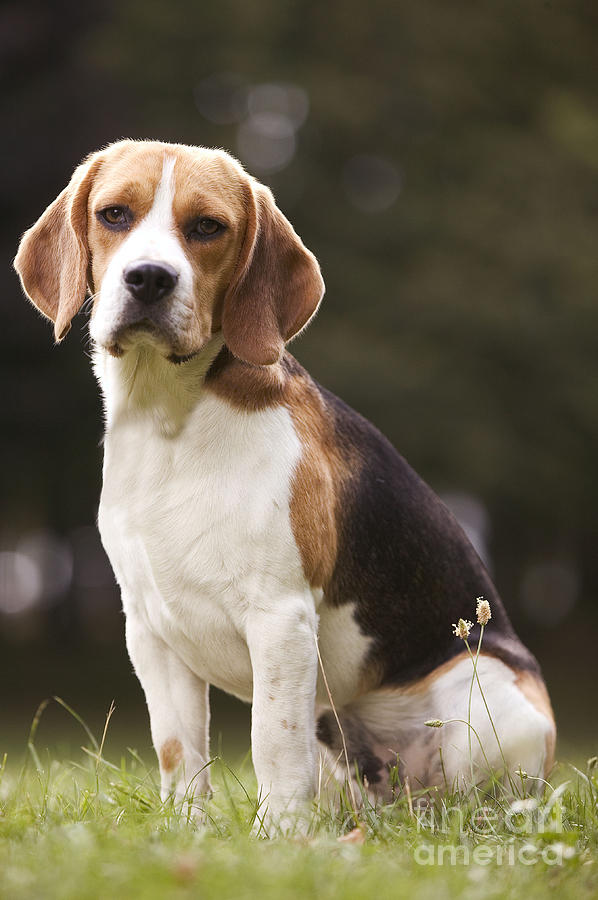 English Beagle Photograph by Jean-Michel Labat