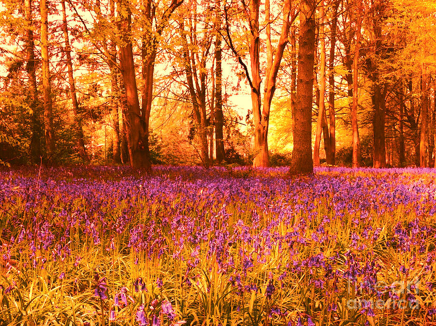 English Bluebell Meadow Photograph