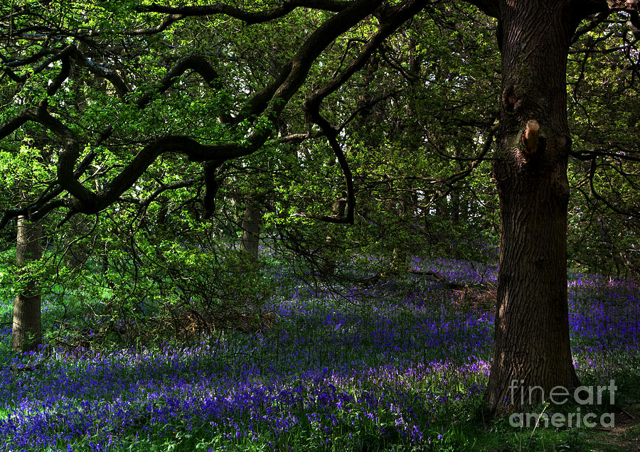 English Bluebell Wood Photograph by Martyn Arnold