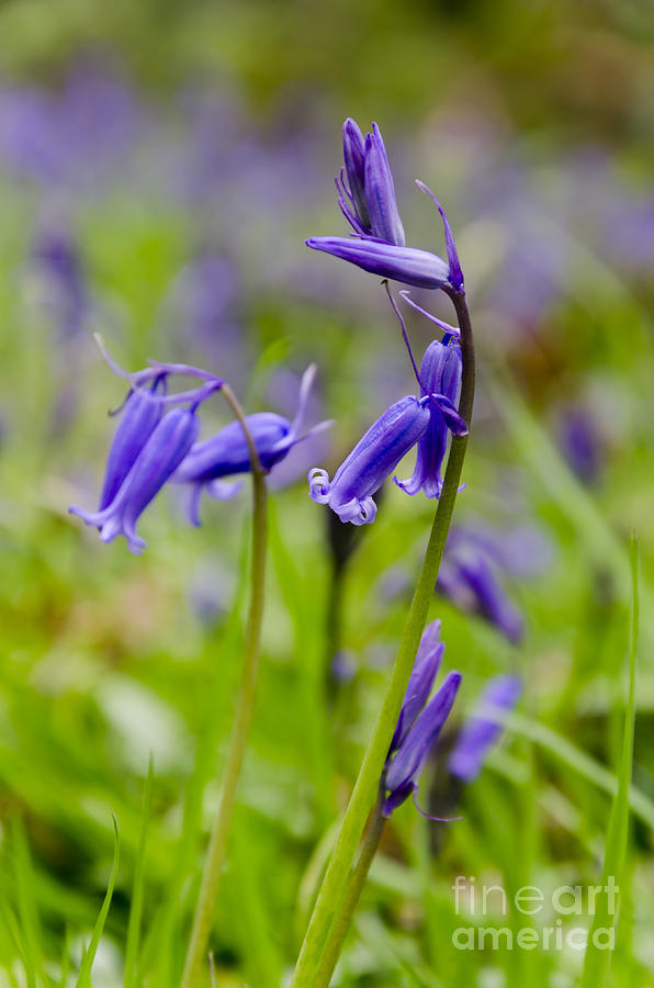 English Bluebells Photograph by Steev Stamford