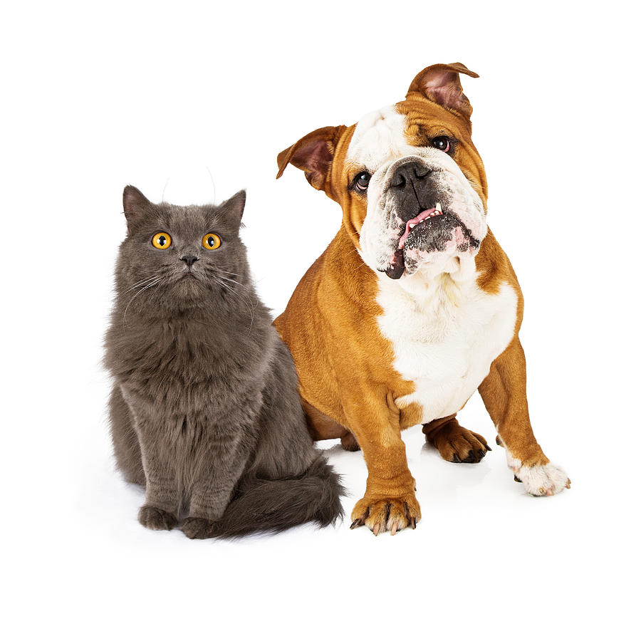 English Bulldog and Gray Cat Photograph by Susan Schmitz