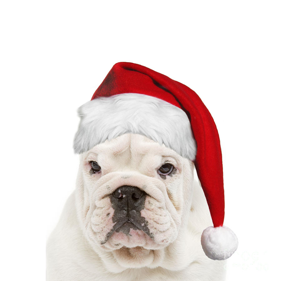 English Bulldog In Christmas Hat Photograph by Jean-Michel Labat