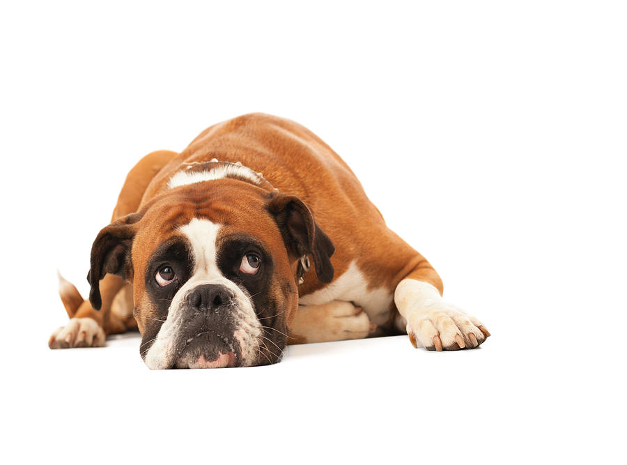 English bulldog lying down and looking up Photograph by Wundervisuals