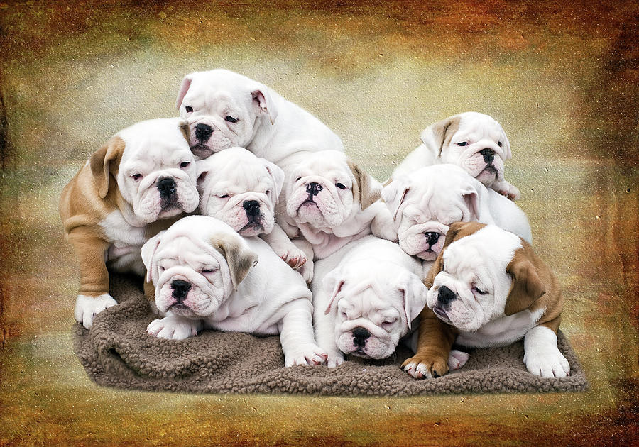 English Bulldog Pups Photograph by Jody Trappe Photography English Bulldog Pups Photograph by Jody Trappe Photography