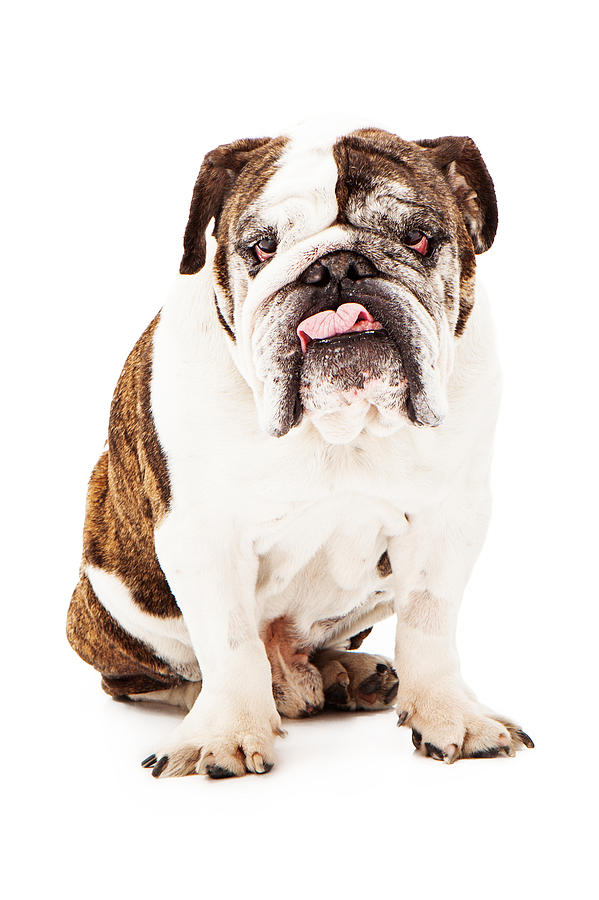 Dog Photograph - English Bulldog Sticking Tongue Out by Good Focused
