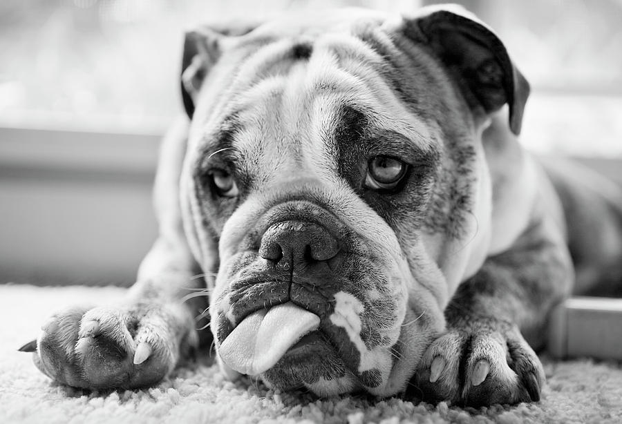 English Bulldog With Tongue Sticking Photograph by Ryan Heffernan ...