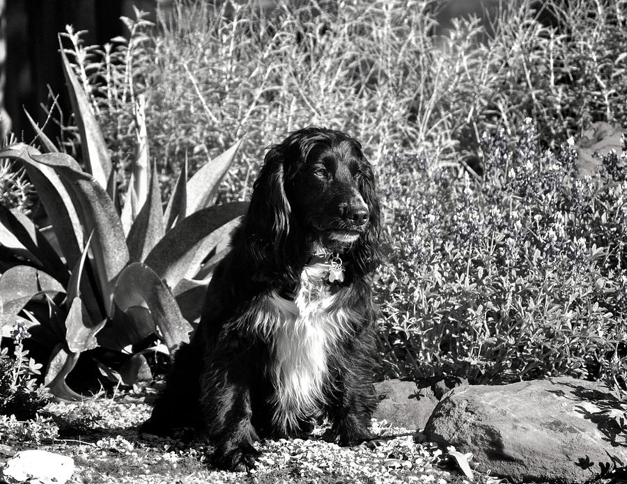 English Cocker Black and White Photograph by Kristina Deane