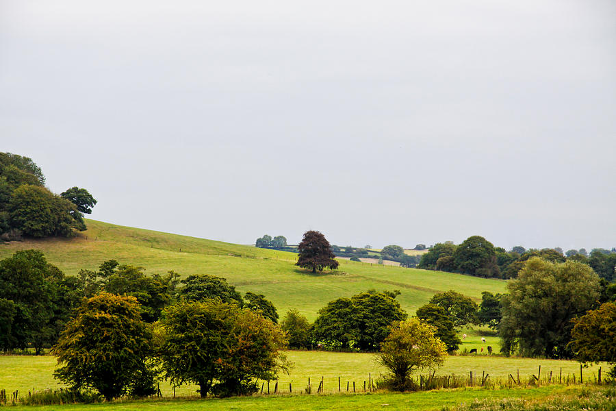Tree Photograph - English Countryside by Jim Pruett
