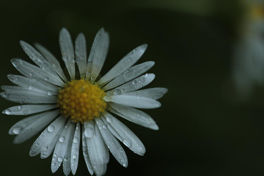 English Daisy and Rain Drops Photograph by Valerie Collins