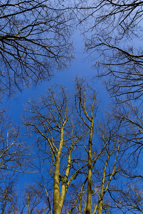 English Forest Trees Photograph by David Pyatt - Fine Art America