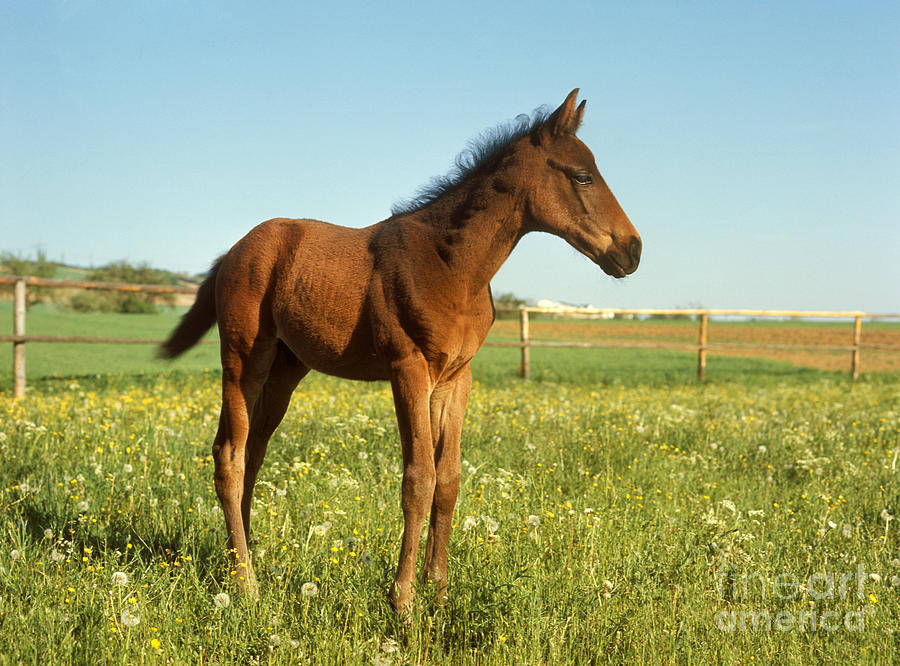 Animal Photograph - English Fullblood Foal by St Meyers Okapia