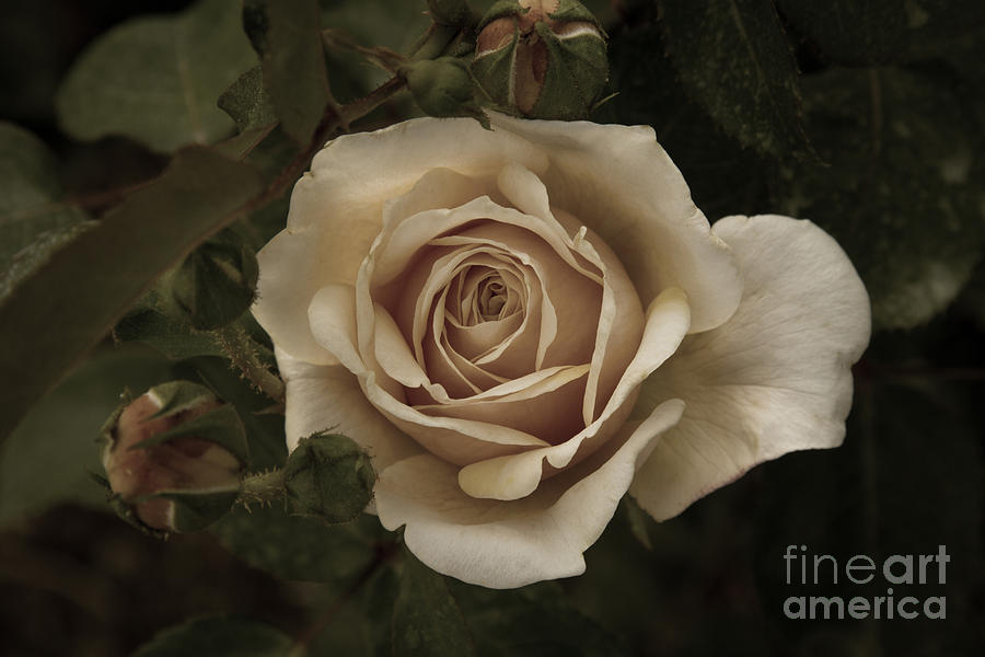 English Garden Rose Photograph by Chris Scroggins