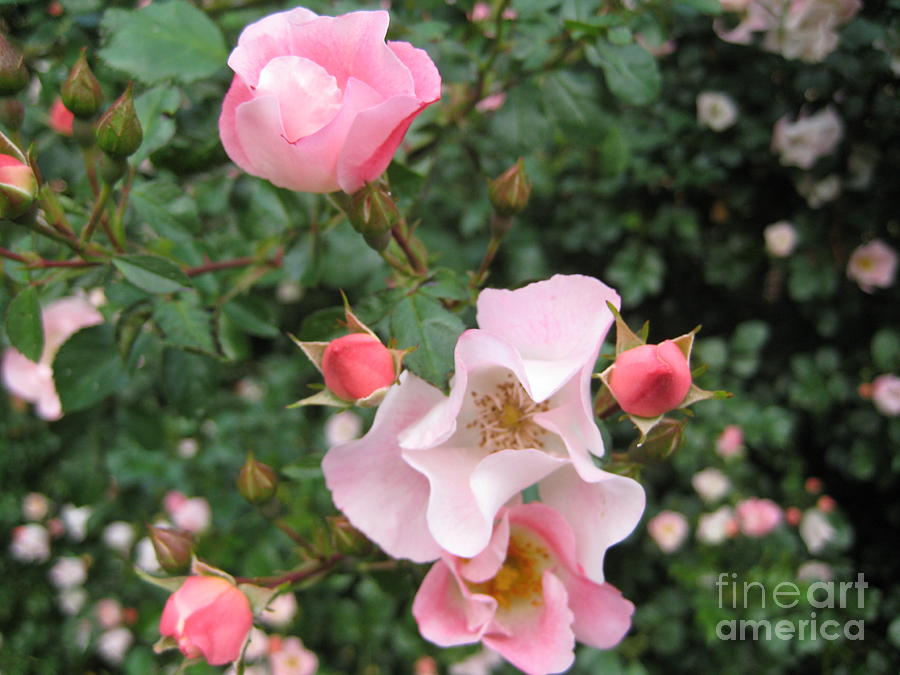 English Garden Roses Photograph by Susan Carella