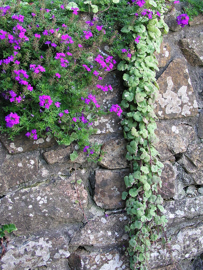 English Garden Wall Photograph