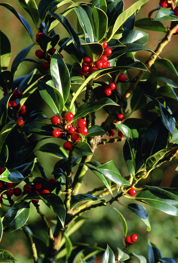 English Holly Berries Photograph by Adrian Thomas/science Photo Library