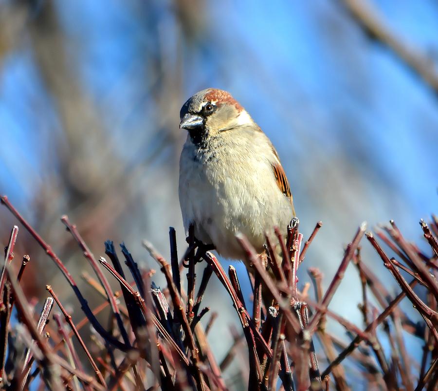 Up Movie Photograph - English House Sparrow by Deena Stoddard