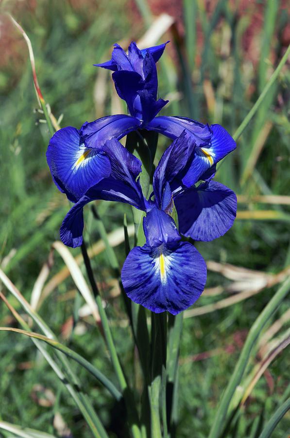 English Iris Iris Latifolia Photograph By Brian Gadsby Science Photo Library