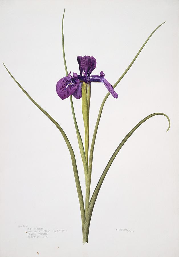 English Iris Iris Xiphioides Photograph by Natural History Museum ...