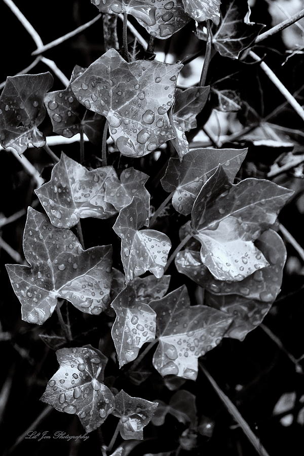 English Ivy In Black and White Photograph by Jeanette C Landstrom