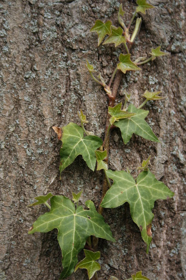 English Ivy on Oak Tree Trunk Photograph by Valerie Collins