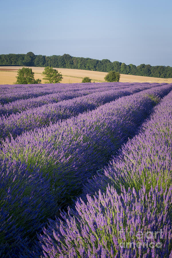English Lavender Photograph by Brian Jannsen
