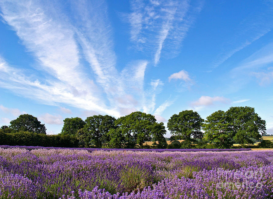 Nature Photograph - English Lavender Fields by Alex Cassels