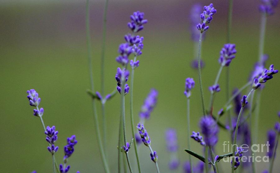 English Lavender Photograph by Margaret Hamilton