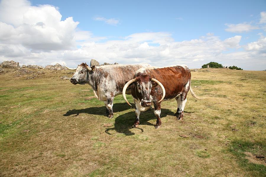 Cow Photograph - English Longhorn Cattle by Mark Severn