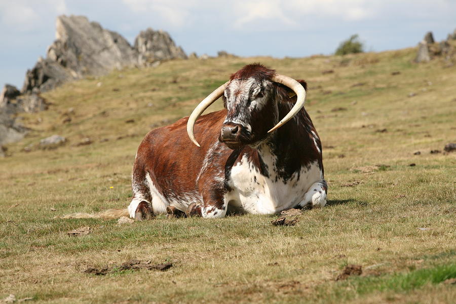 Cow Photograph - English Longhorn by Mark Severn