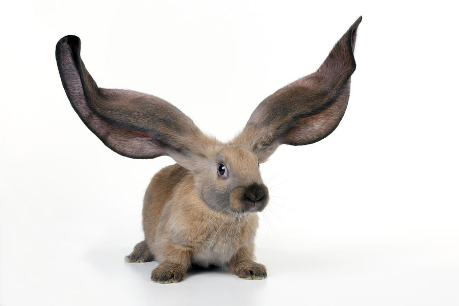 Черный кролик на английском. Английский лоп. Кролик в английском фольклоре. The lop-eared Rabbit PNG vector.