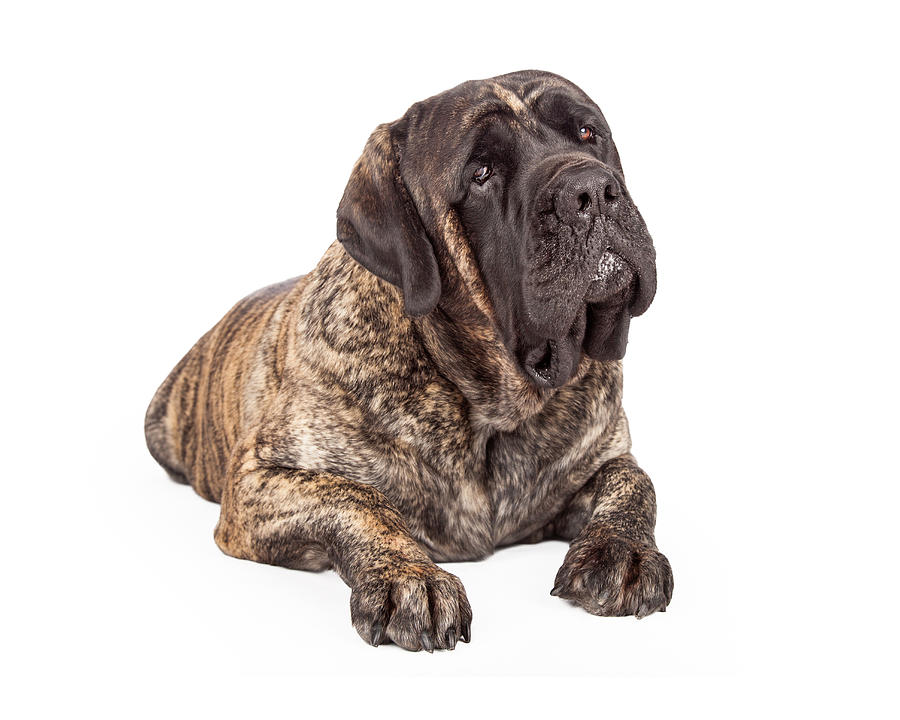 Animal Photograph - English Mastiff Dog Laying Head Tilted by Good Focused