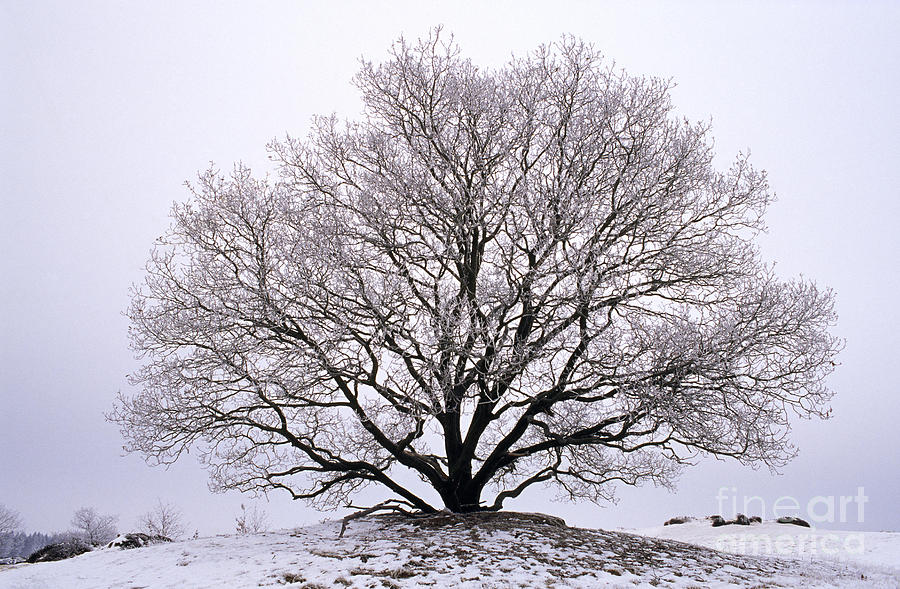 English Oak In Winter Photograph by Flip de Nooyer