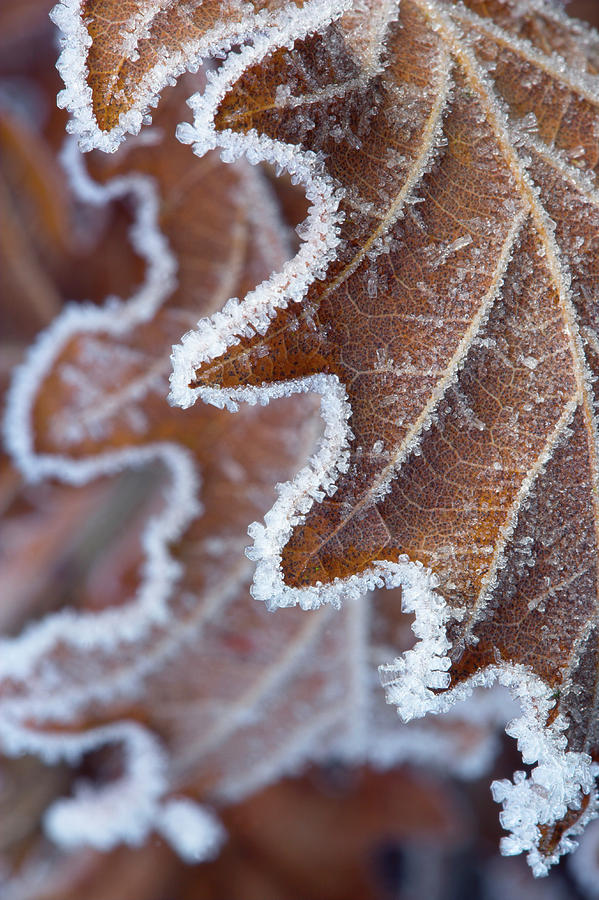 Winter Photograph - English Oak Leaves (quercus Robur) by Simon Booth/science Photo Library