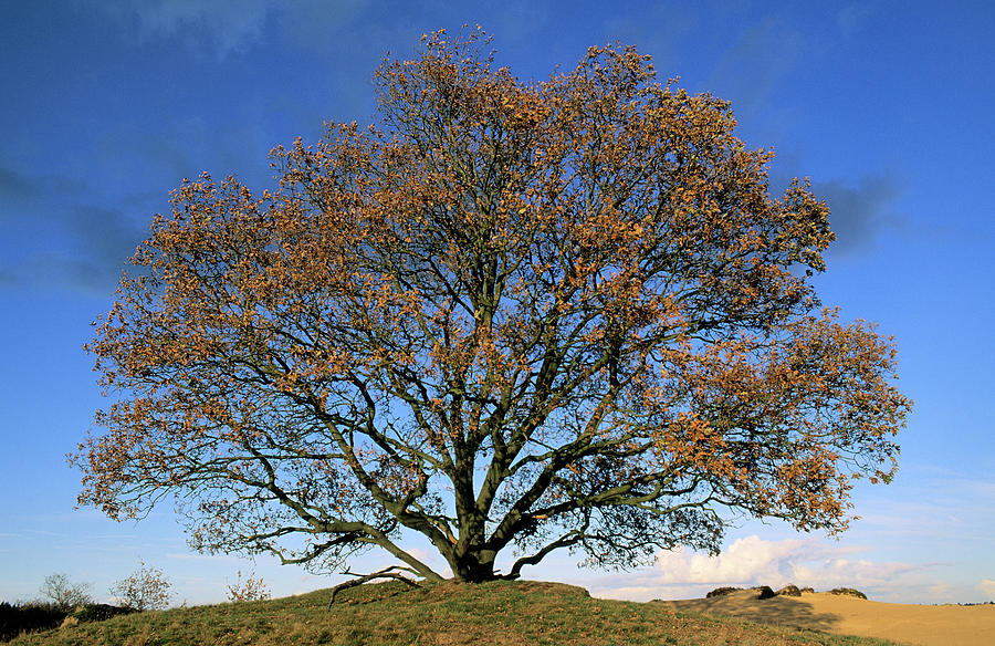 English Oak  In Autumn Photograph by Flip De Nooyer