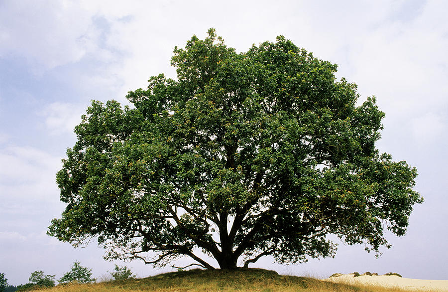 English Oak In Summer Photograph by Flip De Nooyer