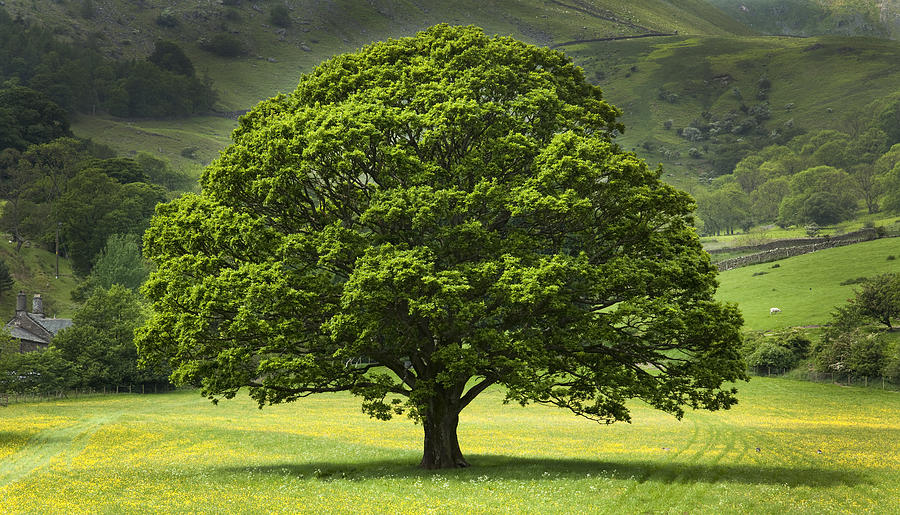 English Oak Tree in field of Buttercups Photograph by Travelpix Ltd