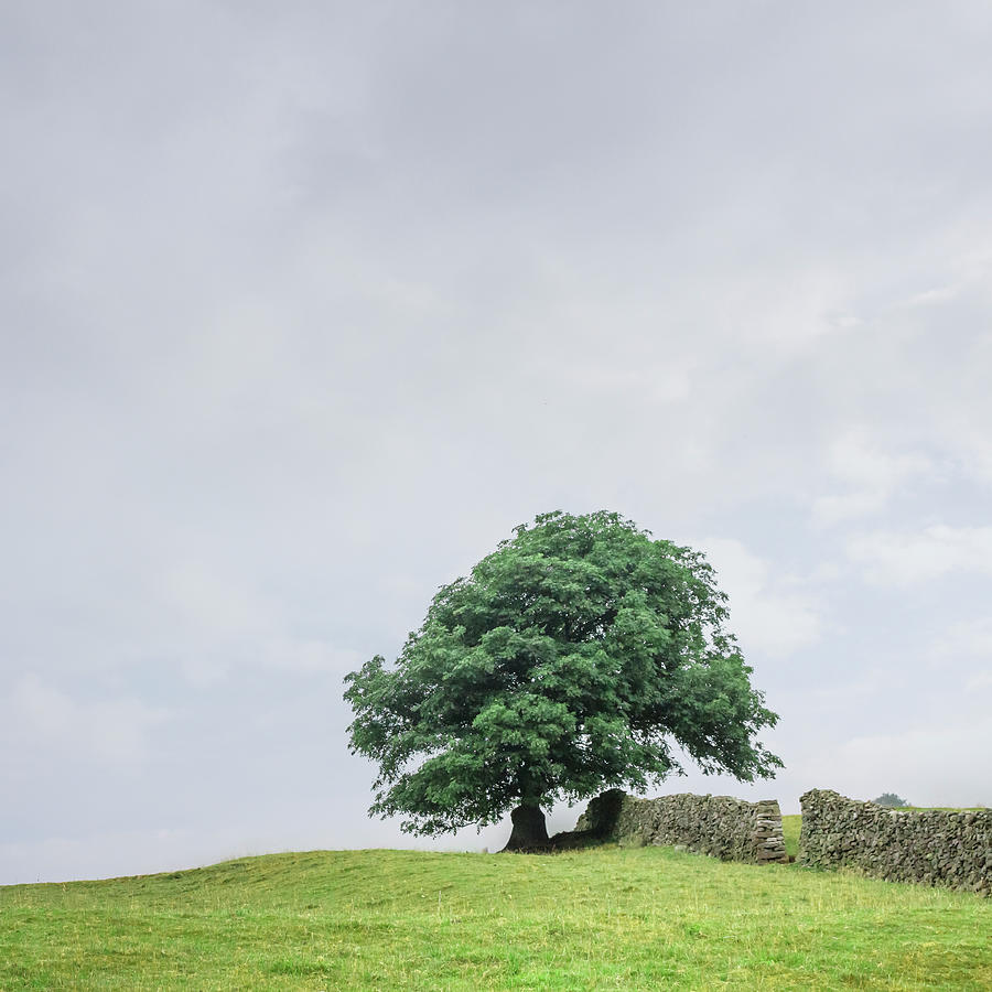 English Oak Tree Quercus Robur And Photograph by David Madison