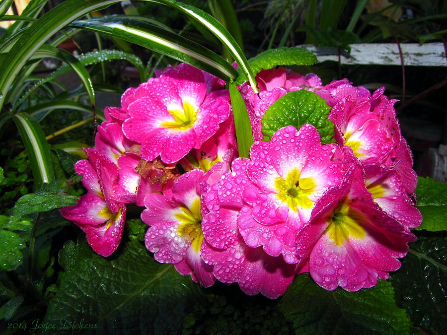 English Primrose Pink After The Rain Photograph by Joyce Dickens