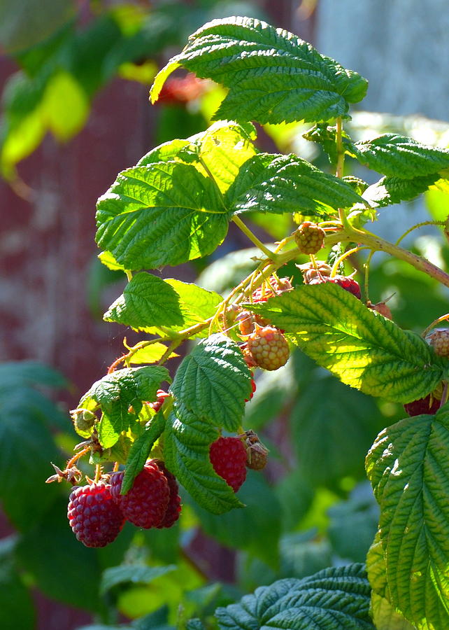 English Raspberries Photograph by Carla Parris