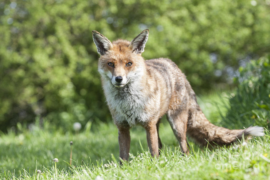 English Red Fox Photograph by Philip Pound