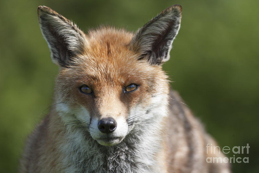 English Red Fox Portrait Photograph by Philip Pound - Fine Art America