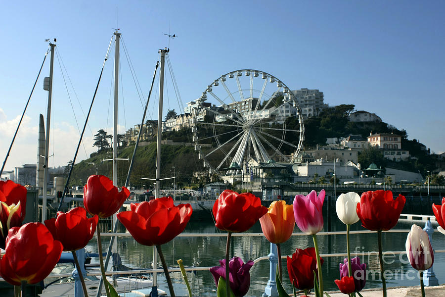 English Riviera Tulips and Wheel Photograph by Terri Waters
