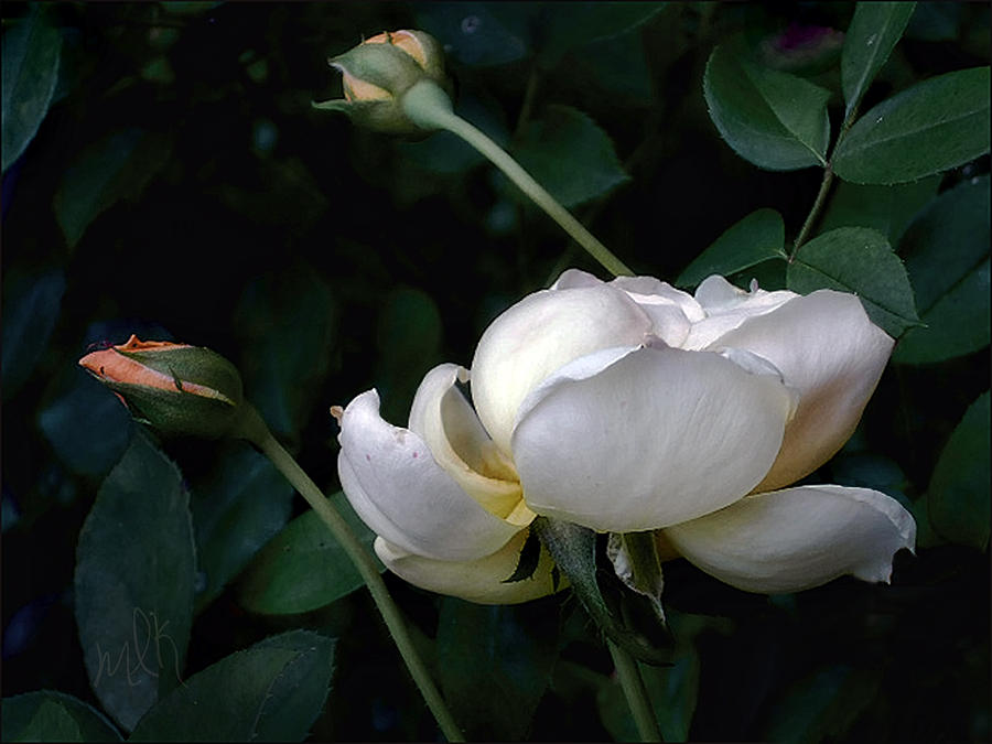 English Rose in Profile with Two Buds Photograph by Louise Kumpf