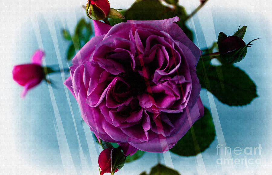 English Rose - Purple Rose - Fragrant Rose Photograph by Barbara A Griffin
