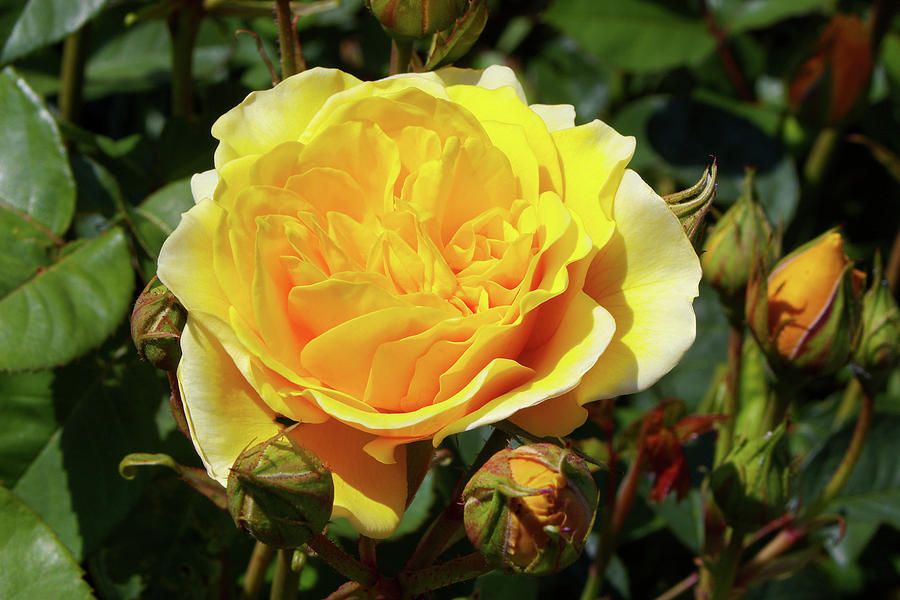 English Rose (rosa graham Thomas) Photograph by Neil Joy/science Photo Library