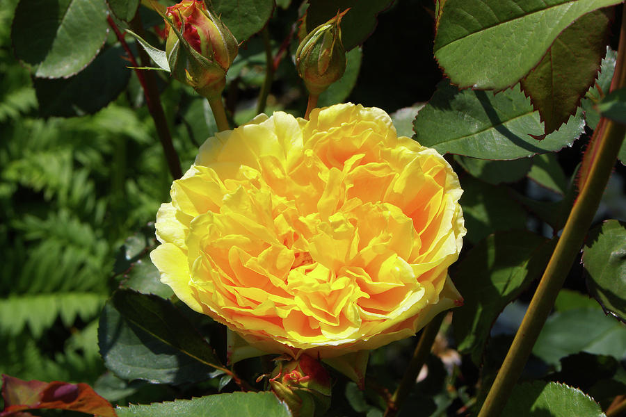 English Rose (rosa Molineux = ausmol) Photograph by Neil Joy/science Photo Library